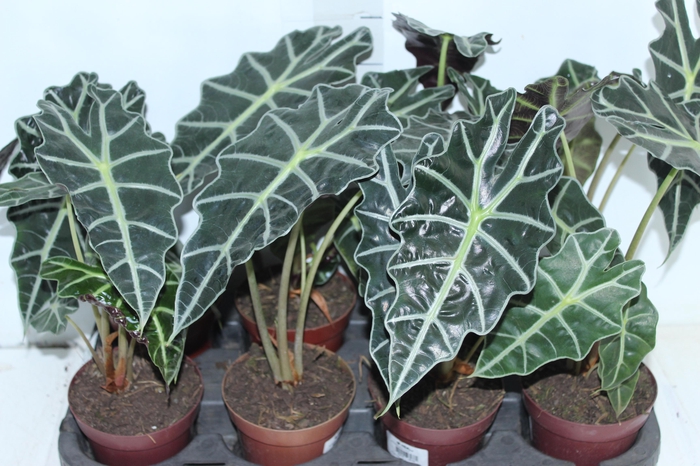 <h4>ALOCASIA POLLY P12</h4>