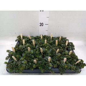 Sedum makinoi 'Kosmosje'