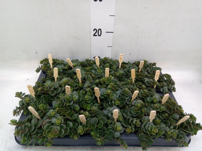 <h4>Sedum makinoi 'Kosmosje'</h4>