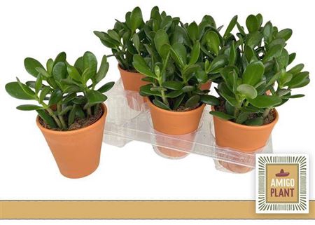 <h4>Crass Ovata Ceramic</h4>