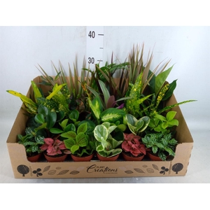 Planten Groen   ...mix 24