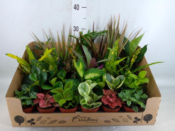 <h4>Planten Groen   ...mix 24</h4>