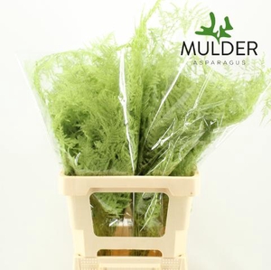 Asp Klb H% Extra Veren Mint Green