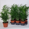 Chamaed Elegans