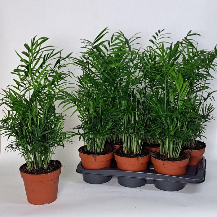 Chamaed Elegans