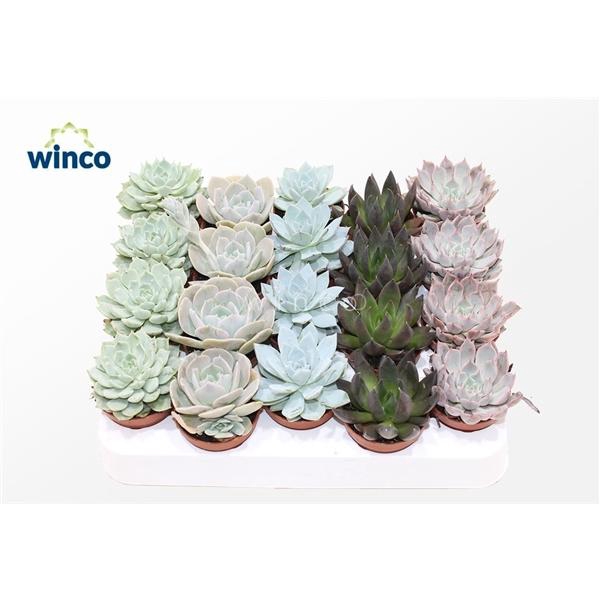 <h4>Echeveria Mix P5.5</h4>