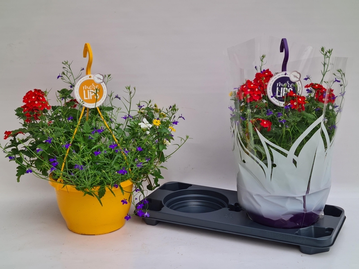 <h4>HANGING BASKETS</h4>