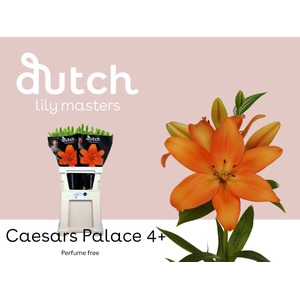 Li La Caesars Palace 4+ Lily Masters