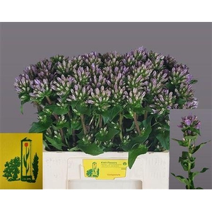 Campanula Glom Caroline Lavender Ex