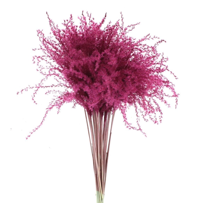 <h4>Dried Stipa Feather Bordeaux</h4>