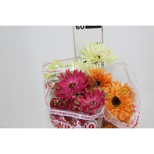 GERBERA PASTINI < 050 CM < 10 CM DIAM VARIADO