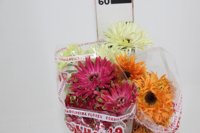 <h4>GERBERA PASTINI < 050 CM < 10 CM DIAM VARIADO</h4>