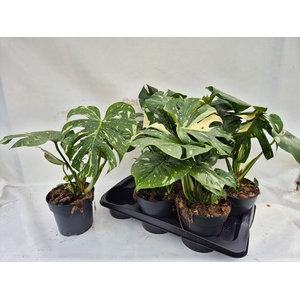 MONSTERA DEL THAI CO