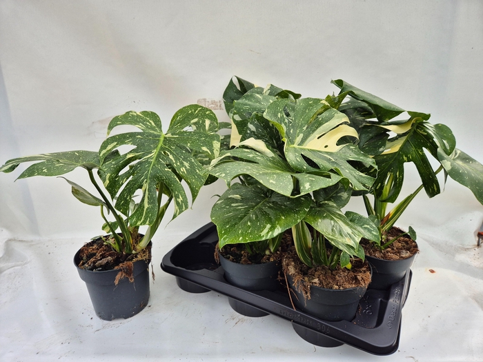 <h4>MONSTERA DEL THAI CO</h4>