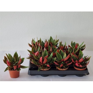 Peperomia Caperata 6Ø 10cm