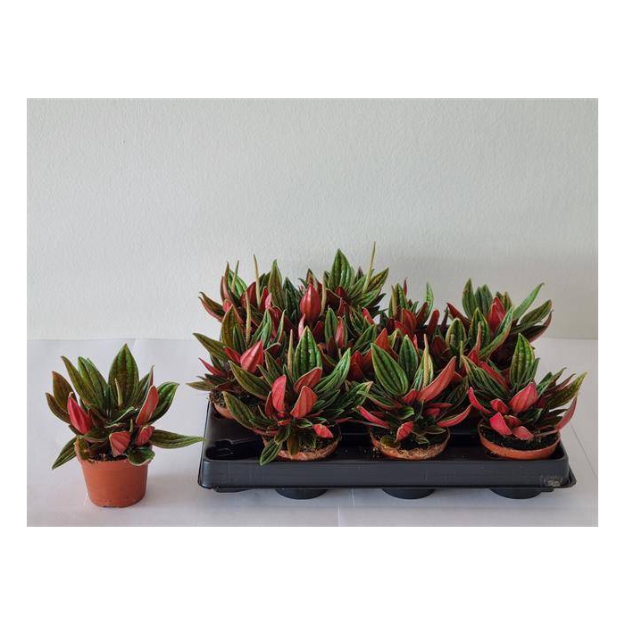 <h4>Peperomia Caperata 6Ø 10cm</h4>