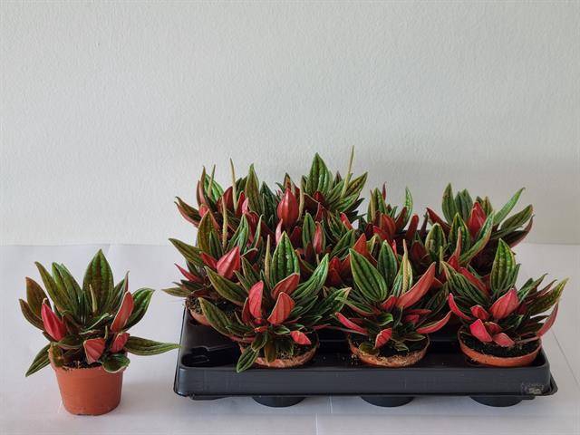 Peperomia Caperata 6Ø 10cm