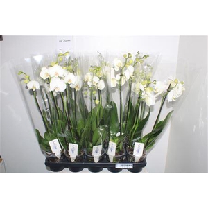 Phal Ov Wit 3 Branches 21+