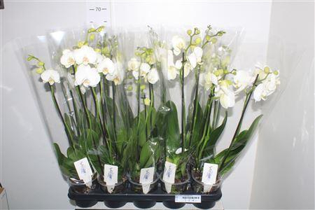 <h4>Phal Ov Wit 3 Branches 21+</h4>