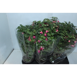 BRINCO DE PRINCESA P15