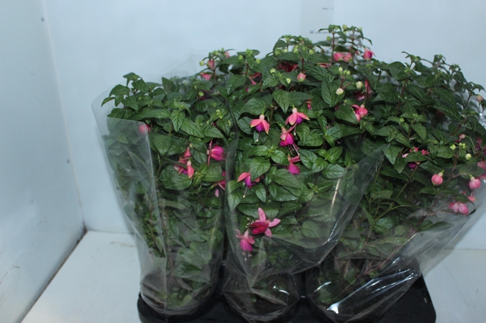 <h4>BRINCO DE PRINCESA P15</h4>