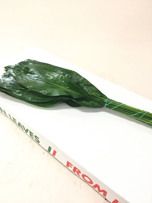 ASPIDISTRA 70 CM IT