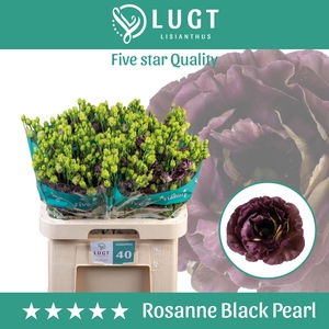 Lisianthus Rosanne Black Pearl