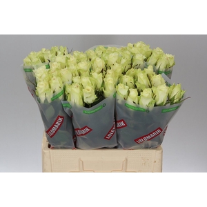 Rosa Gr Athena