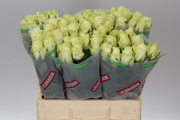 <h4>Rosa Gr Athena</h4>