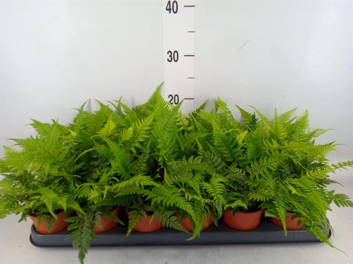<h4>Athyrium   ...</h4>