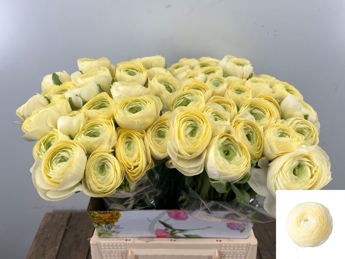 <h4>RAN SU COMMEDIA</h4>