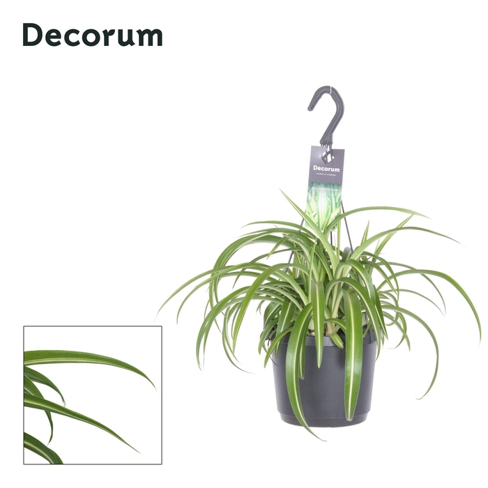 <h4>Chlorophytum Comosum Bonnie</h4>