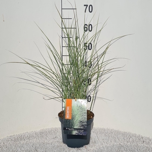 Miscanthus Sin. Morning Light P19