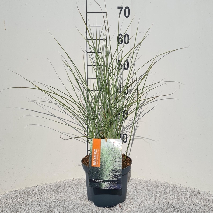 <h4>Miscanthus Sin. Morning Light P19</h4>