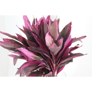FOLHAGEM DRACENA PINK