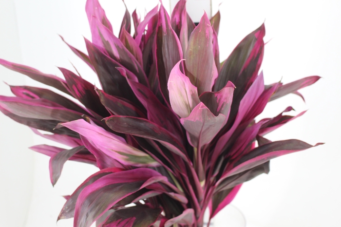 <h4>FOLHAGEM DRACENA PINK</h4>