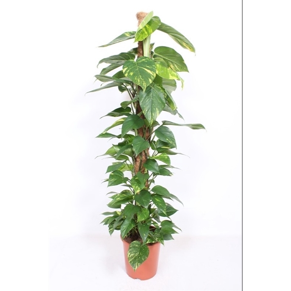 <h4>Epipremnum Aureum</h4>