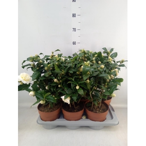 Camellia japonica 'Brushfield Yell'