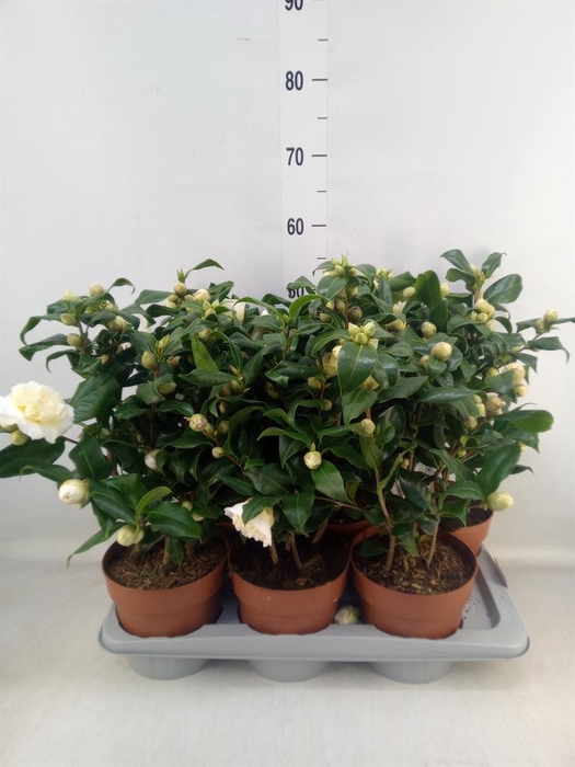 <h4>Camellia japonica 'Brushfield Yell'</h4>