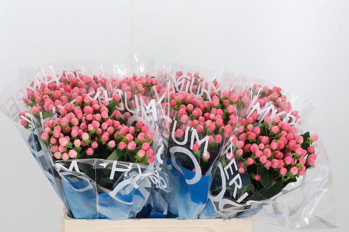 <h4>Hyp Coco Casino</h4>