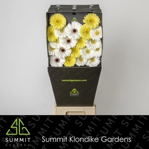 Ge Mi Mix White Snow Diamond