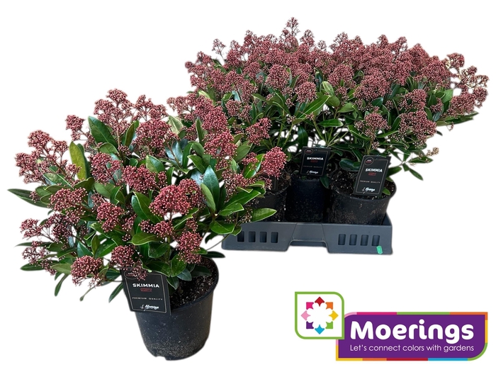 <h4>SKIM J RUBELLA</h4>