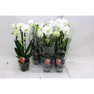 PHAL EL CASCADE