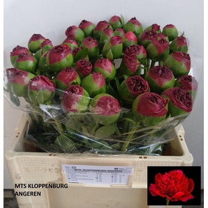 PAEO COM PERFORMANCE