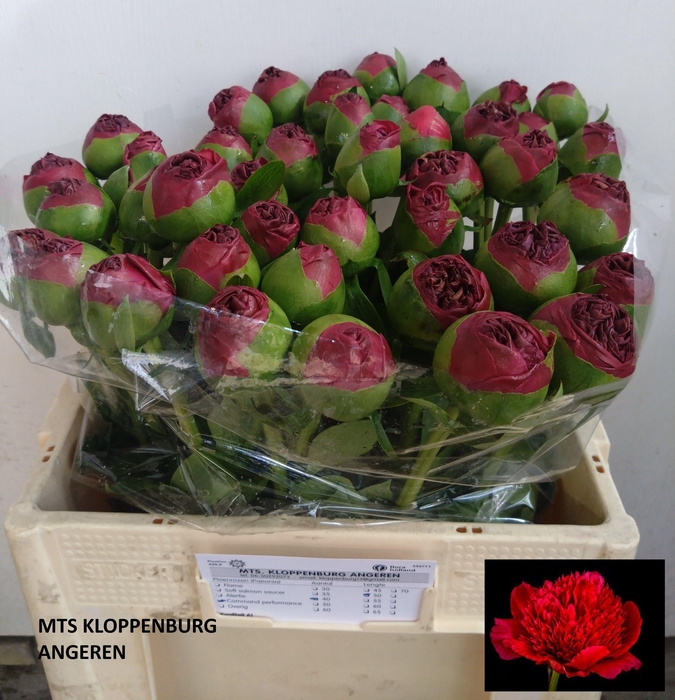 <h4>PAEO COM PERFORMANCE</h4>