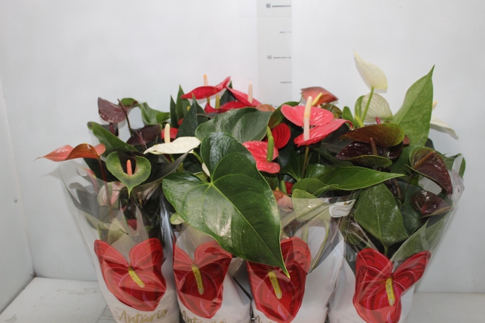 <h4>ANTHURIUM VARIADO P15</h4>