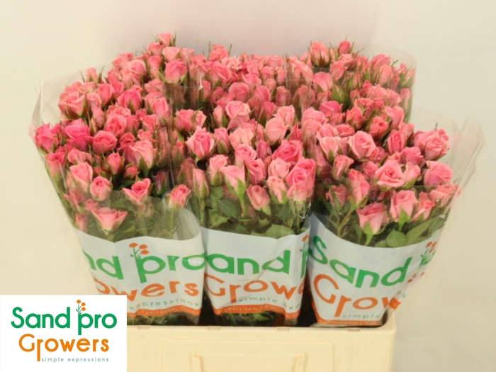 <h4>R Tr Odilia</h4>