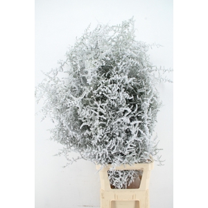 Asparagus Selvatico Snow per Stem