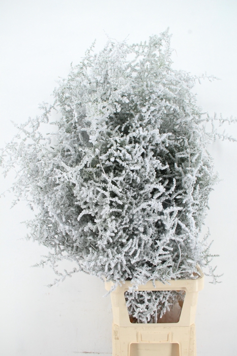 <h4>Asparagus Selvatico Snow per Stem</h4>