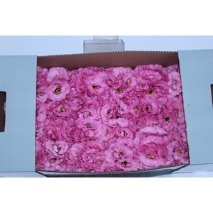 LISIANTHUS FLOR ROSA